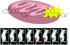 Graphical abstract: A fast-responsive mitochondria-targeted fluorescent probe detecting endogenous hypochlorite in living RAW 264.7 cells and nude mouse