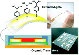 Graphical abstract: An extended-gate type organic field effect transistor functionalised by phenylboronic acid for saccharide detection in water