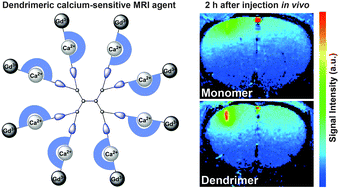 Graphical abstract: Dendrimeric calcium-responsive MRI contrast agents with slow in vivo diffusion