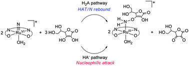 Graphical abstract: Oxidation of ascorbic acid by a (salen)ruthenium(vi) nitrido complex in aqueous solution