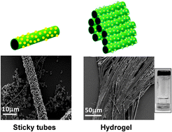 Graphical abstract: Sticky tubes and magnetic hydrogels co-assembled by a short peptide and melanin-like nanoparticles