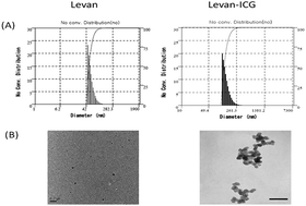 Graphical abstract: Self-assembled levan nanoparticles for targeted breast cancer imaging