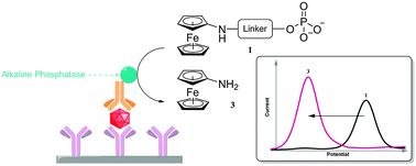 Graphical abstract: Ratiometric electrochemical detection of alkaline phosphatase
