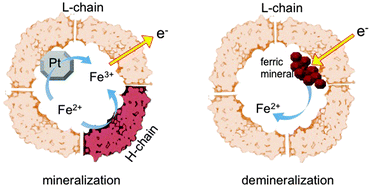 Graphical abstract: Ferritin light-chain subunits: key elements for the electron transfer across the protein cage