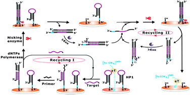Graphical abstract: Label-free, isothermal and ultrasensitive electrochemical detection of DNA and DNA 3′-phosphatase using a cascade enzymatic cleavage strategy
