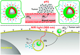 Graphical abstract: Smart pH-responsive upconversion nanoparticles for enhanced tumor cellular internalization and near-infrared light-triggered photodynamic therapy