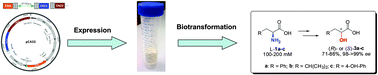 Graphical abstract: A synthetic biology approach for the transformation of l-α-amino acids to the corresponding enantiopure (R)- or (S)-α-hydroxy acids