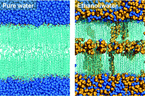 Graphical abstract: Ethanol induces the formation of water-permeable defects in model bilayers of skin lipids