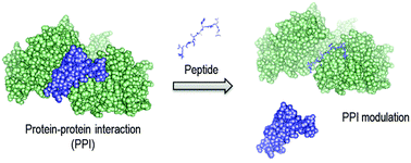 Graphical abstract: Modulating protein–protein interactions: the potential of peptides