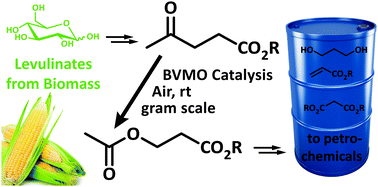 Graphical abstract: Non-hazardous Baeyer–Villiger oxidation of levulinic acid derivatives: alternative renewable access to 3-hydroxypropionates