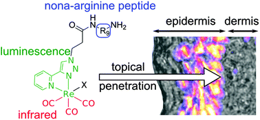 Graphical abstract: An easy-to-detect nona-arginine peptide for epidermal targeting