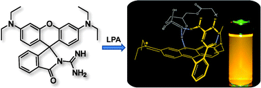 Graphical abstract: Spiroguanidine rhodamines as fluorogenic probes for lysophosphatidic acid