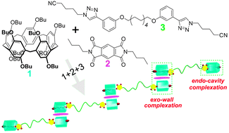 Graphical abstract: The marriage of endo-cavity and exo-wall complexation provides a facile strategy for supramolecular polymerization