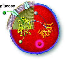 Graphical abstract: Glucose transport machinery reconstituted in cell models