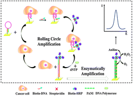 Graphical abstract: Ultrasensitive electrochemical detection of breast cancer cells based on DNA-rolling-circle-amplification-directed enzyme-catalyzed polymerization