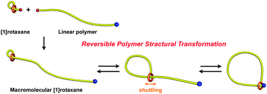Graphical abstract: Linear–cyclic polymer structural transformation and its reversible control using a rational rotaxane strategy
