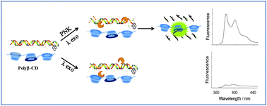 Graphical abstract: A sensitive detection of T4 polynucleotide kinase activity based on β-cyclodextrin polymer enhanced fluorescence combined with an exonuclease reaction