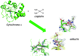 Graphical abstract: The X-ray structure of the primary adducts formed in the reaction between cisplatin and cytochrome c