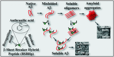Graphical abstract: Inhibition of Alzheimer's amyloid-β peptide aggregation and its disruption by a conformationally restricted α/β hybrid peptide