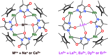 Graphical abstract: Thyminate(2−)-bridged cyclic tetranuclear rhodium(iii) complexes formed by a template of a sodium, calcium or lanthanoid ion