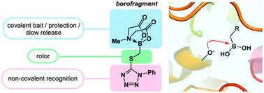 Graphical abstract: Facile synthesis of borofragments and their evaluation in activity-based protein profiling