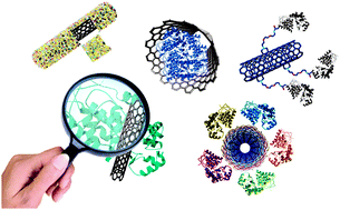 Graphical abstract: Under the lens: carbon nanotube and protein interaction at the nanoscale
