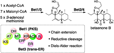 Graphical abstract: Heterologous expression of highly reducing polyketide synthase involved in betaenone biosynthesis