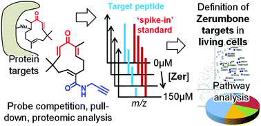 Graphical abstract: Target profiling of zerumbone using a novel cell-permeable clickable probe and quantitative chemical proteomics