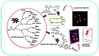 Graphical abstract: Novel lysosome targeted molecular transporter built on a guanidinium-poly-(propylene imine) hybrid dendron for efficient delivery of doxorubicin into cancer cells