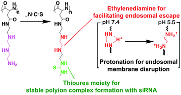 Graphical abstract: Regulated protonation of polyaspartamide derivatives bearing repeated aminoethylene side chains for efficient intracellular siRNA delivery with minimal cytotoxicity