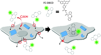 Graphical abstract: A Cu-free clickable fluorescent probe for intracellular targeting of small biomolecules