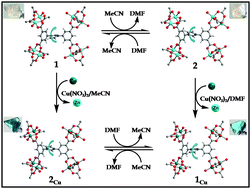Graphical abstract: Solvent induced single-crystal to single-crystal structural transformation and concomitant transmetalation in a 3D cationic Zn(ii)-framework