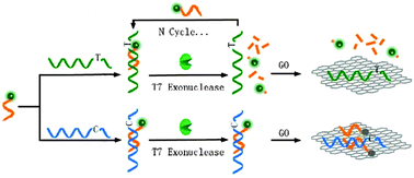 Graphical abstract: Single-base mismatch discrimination by T7 exonuclease with target cyclic amplification detection