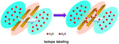 Graphical abstract: Ultrafast liquid water transport through graphene-based nanochannels measured by isotope labelling