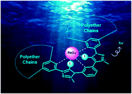 Graphical abstract: Superior perrhenate anion recognition in water by a halogen bonding acyclic receptor