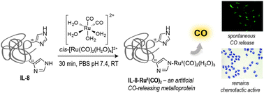 Graphical abstract: An artificial CO-releasing metalloprotein built by histidine-selective metallation