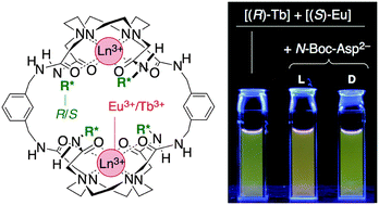 Graphical abstract: Chirality sensing and size recognition of N-Boc-amino acids by cage-type dimeric lanthanide complexes: chirality detection of N-Boc-aspartate anions via luminescence colour change