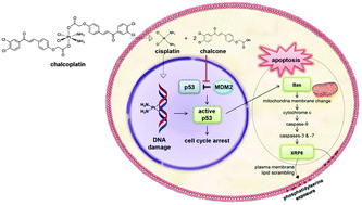 Graphical abstract: Chalcoplatin, a dual-targeting and p53 activator-containing anticancer platinum(iv) prodrug with unique mode of action