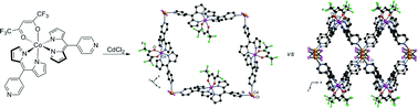 Graphical abstract: Rigid yet flexible heteroleptic Co(iii) dipyrrin complexes for the construction of heterometallic 1- and 2-D coordination polymers