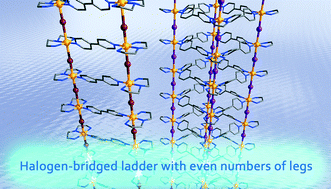 Graphical abstract: Structural design and electronic properties of halogen-bridged mixed-valence ladder systems with even numbers of legs