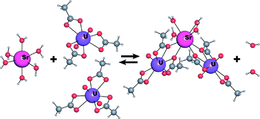 Graphical abstract: Trinuclear {Sr[UO2L3]2(H2O)4} and pentanuclear {Sr[UO2L3]4}2− uranyl monocarboxylate complexes (L-acetate or n-butyrate ion)