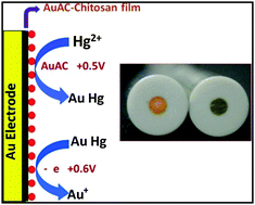 Graphical abstract: Electrochemical synthesis of a gold atomic cluster–chitosan nanocomposite film modified gold electrode for ultra-trace determination of mercury