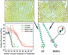 Graphical abstract: The molecular configuration of a DOPA/ST monolayer at the air–water interface: a molecular dynamics study