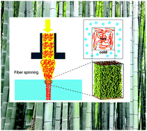 Graphical abstract: Tuning bio-inspired skin–core structure of nascent fiber via interplay of polymer phase transitions