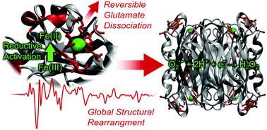 Graphical abstract: Reductive activation and structural rearrangement in superoxide reductase: a combined infrared spectroscopic and computational study