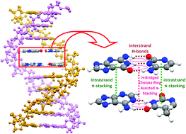 Graphical abstract: π-Cooperativity effect on the base stacking interactions in DNA: is there a novel stabilization factor coupled with base pairing H-bonds?