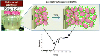 Graphical abstract: Charge transport in films of Geobacter sulfurreducens on graphite electrodes as a function of film thickness