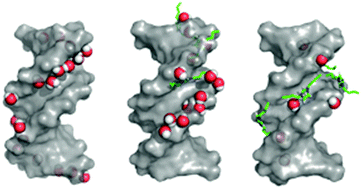 Graphical abstract: An insight into structure and stability of DNA in ionic liquids from molecular dynamics simulation and experimental studies