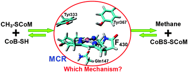Graphical abstract: An investigation of possible competing mechanisms for Ni-containing methyl–coenzyme M reductase