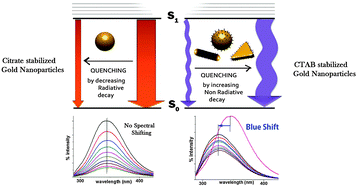 Graphical abstract: Morphological effect of gold nanoparticles on the adsorption of bovine serum albumin